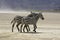 Grant`s Zebra, equus burchelli boehmi, Adults at Nakuru Lake Park in Kenya