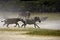 Grant`s Zebra, equus burchelli boehmi, Adults at Nakuru Lake Park in Kenya