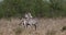 Grant`s Zebra, equus burchelli boehmi, Grooming, Nairobi Park in Kenya,