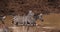 Grant`s Zebra, equus burchelli boehmi, Group at Waterhole, Nairobi Park in Kenya