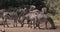 Grant`s Zebra, equus burchelli boehmi, Herd at Nairobi Park in Kenya,