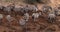 Grant`s Zebra, equus burchelli boehmi, Herd at Nairobi Park in Kenya,