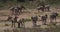 Grant`s Zebra, equus burchelli boehmi, Herd at Nairobi Park in Kenya,