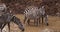 Grant`s Zebra, equus burchelli boehmi, Herd at waterhole, Nairobi Park in Kenya,