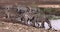 Grant`s Zebra, equus burchelli boehmi, Herd at waterhole, Nairobi Park in Kenya,