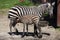Grant\'s zebra (Equus quagga boehmi) feeding its foal.