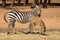 Grant\'s zebra with foal