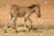 Grant\'s zebra foal