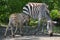 Grant\'s Zebra Foal With Mare