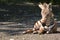 Grant\'s Zebra Foal Resting