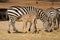 Grant\'s zebra foal suckling