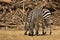 Grant\'s zebras