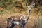 Grants Gazelle in Bogoria, Kenya