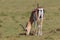 Grants Gazelle Female Eating Grass