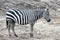 Grants Zebra (Equus burchelli boehmi)