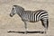 Grants Zebra (Equus burchelli boehmi)