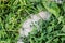 Granulated fertilizer strewn in green lawn grass. View from top