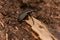 Granulated Ground Beetle - Carabus granulatus