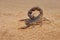 Granulated thick-tailed scorpion - Kalahari desert