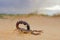 Granulated thick-tailed scorpion - Kalahari desert