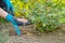 Granules fertilizer in hands of woman gardener.