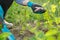 Granules fertilizer in hands of woman gardener