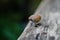 Grap snail crawling on a wooden fence.