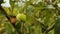 Grape and apple fruits on trees after rain, autumn harvest, natural vitamins