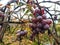 grape berries with raindrops.