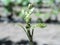 Grape blossoming in a chilean vineyard