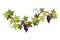 Grape bunch. Cluster of berries and leaves. Grape vine, decorative climbing plant. Fruit, growing healthy food isolated