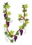 Grape bunch. Cluster of berries and leaves. Grape vine, decorative climbing plant. Fruit, growing healthy food isolated
