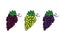Grape bunch doodles set. Wine and table grapes clusters. Various elements isolated. Vector outline illustration. Hand