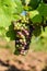 Grape bunch hanging from vine in winemaking region