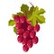 Grape bunch isolated berry winemaking plantation harvest