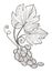 Grape bunch with leaves isolated sketch, berries cluster