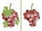 Grape. Bunches of grapes. Set of different grape varieties.