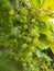 Grape. Bunches of light grapes. Natural background with grapes