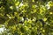 grape bunches in vineyard ready to be harvested