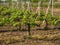 Grape bushes at a farm vineyard