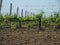 Grape bushes at a farm vineyard