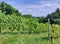 grape bushes on hill. Vineyard on Pohorje mountain. Slovenia