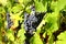 Grape cluster with blue dark berries hanging and ripening on a bush with leaves