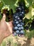 Grape cluster hanging from its plant in a vineyard