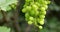 Grape cluster in vineyard, steadicam