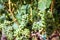 Grape clusters, growing white vine grapes, vineyard