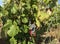 Grape clusters in the plantation of grapevines vineyard in Spain.