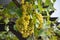 Grape clusters of table white grapes on a pergola