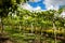 Grape crop at the municipality of La Union located at Valle del Cauca region in Colombia