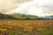 Grape crops at Elqui Valley in Chile